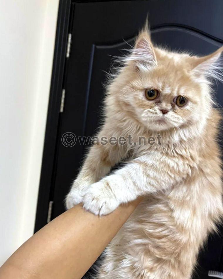 Male kitten pure persian 0