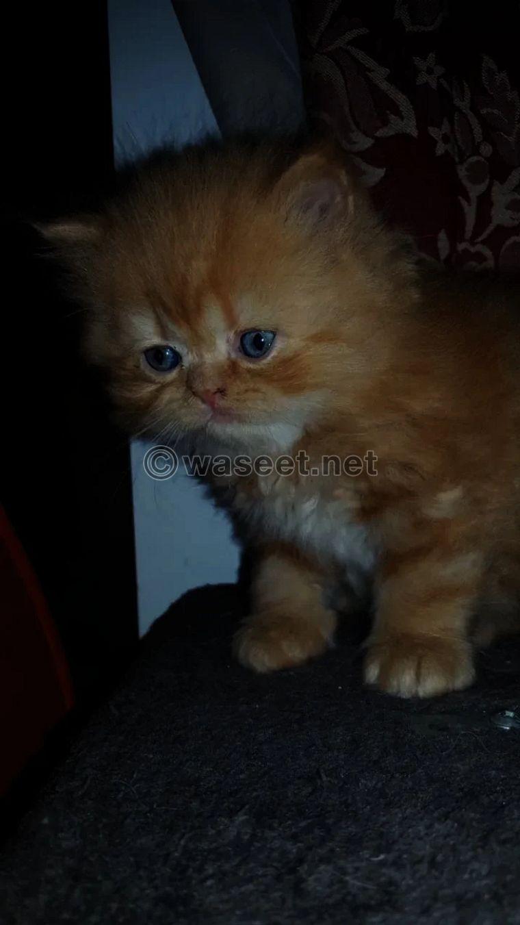 Persian males cats for sale 0