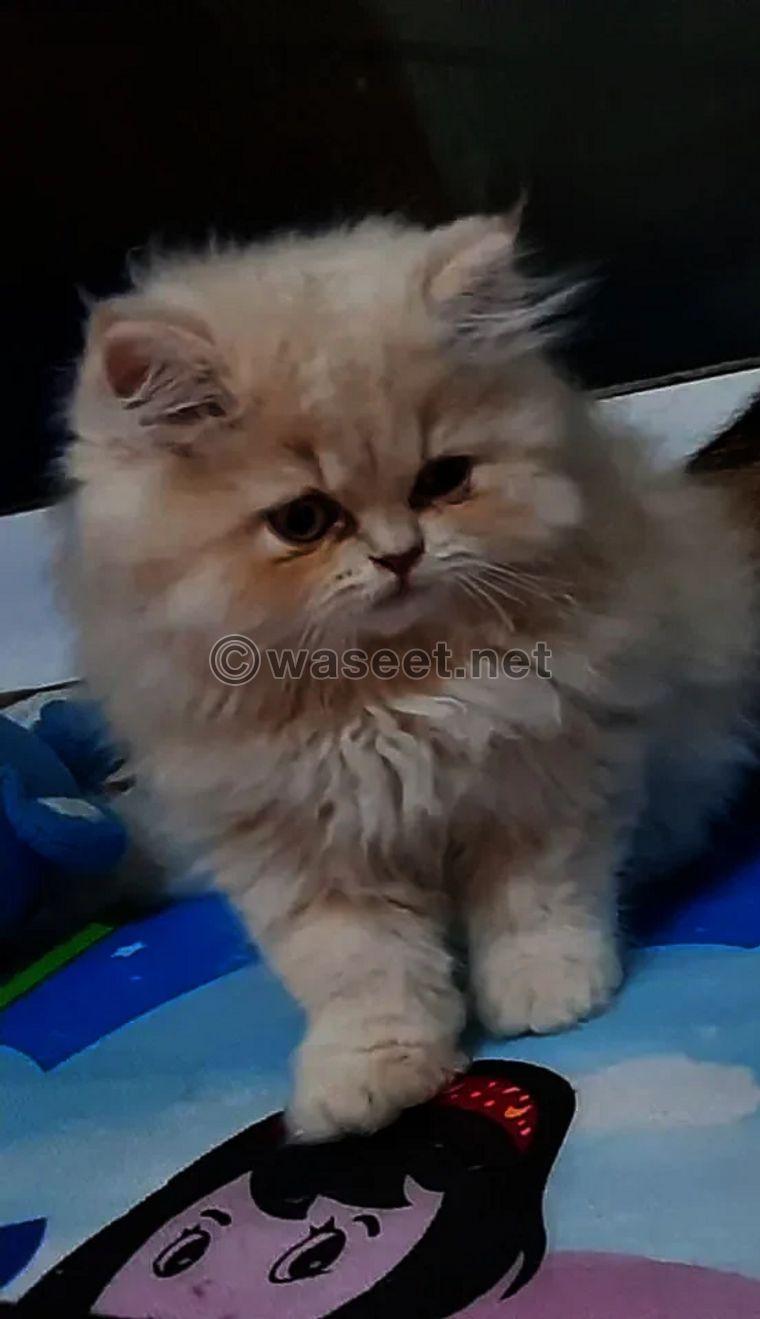 Persian males cats for sale 1