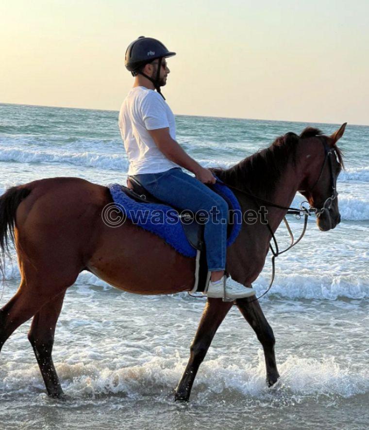 horse Beach ride 0