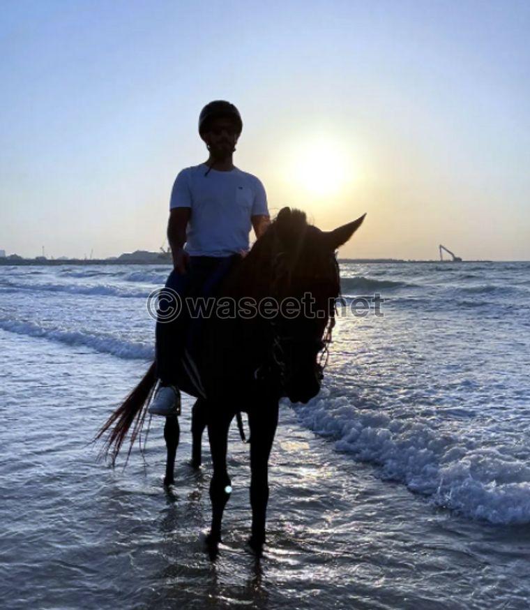horse Beach ride 1