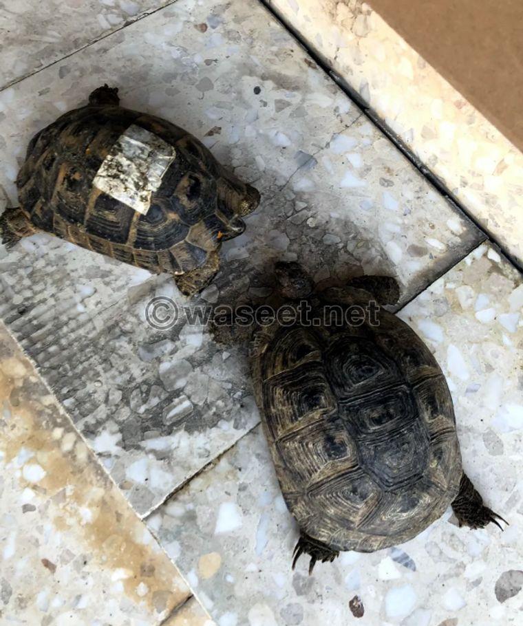 Wild turtles for sale 0