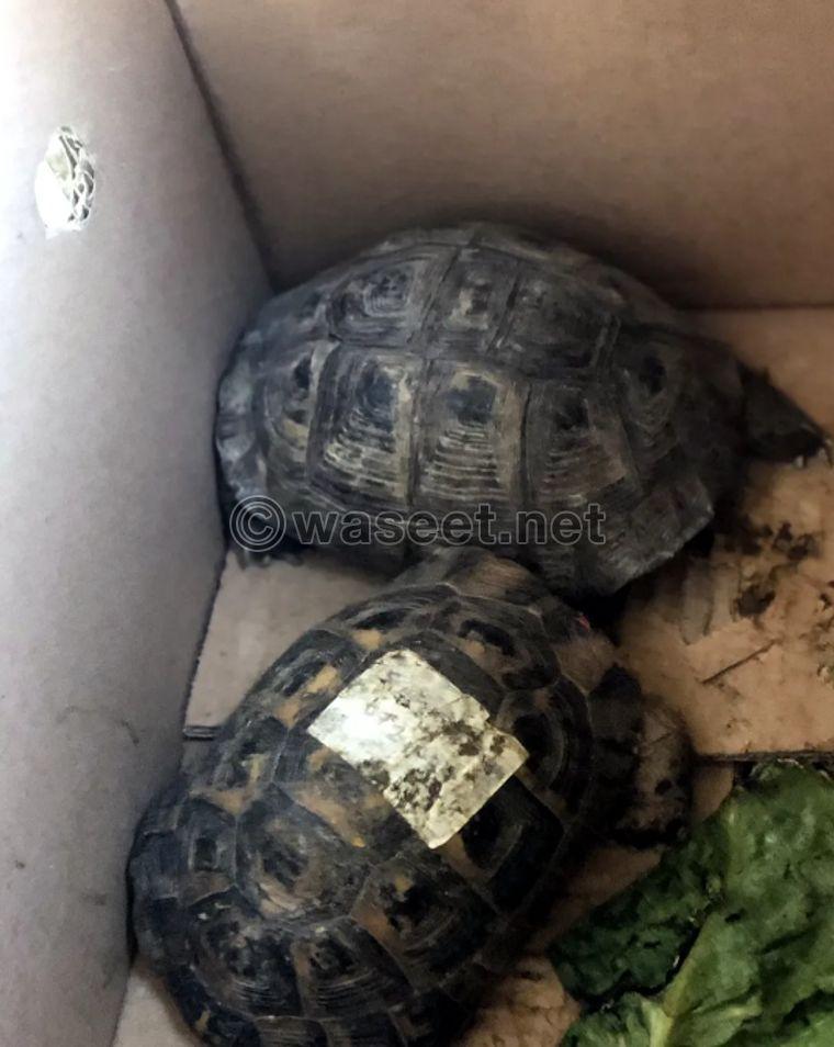Wild turtles for sale 1