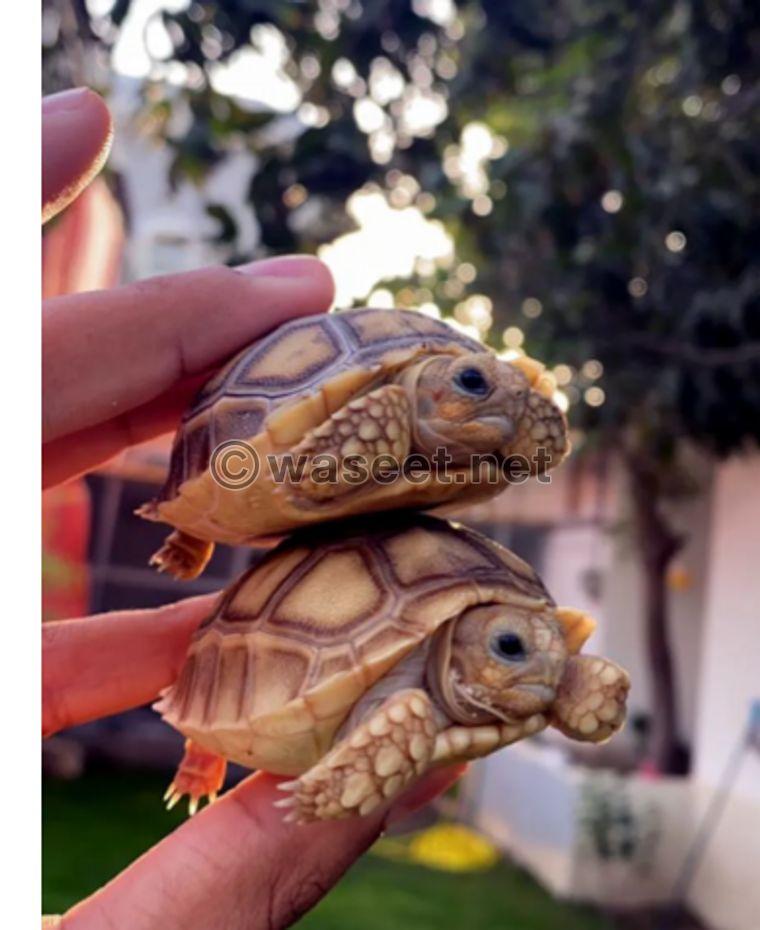 Selecta tortoises for sale 0