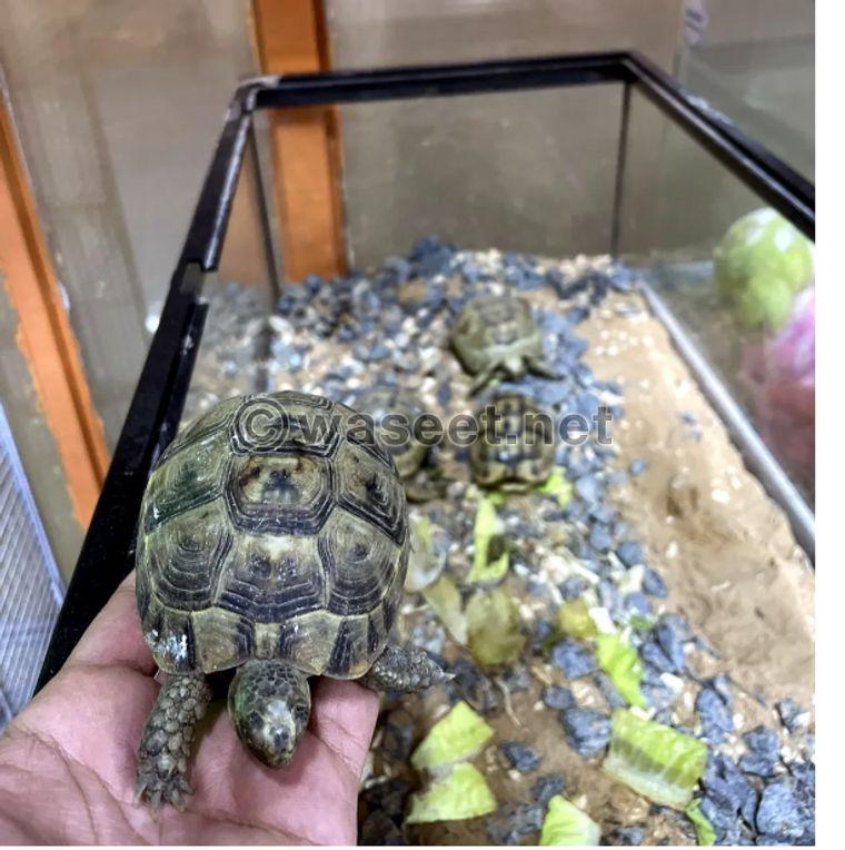 Syrian turtles for sale 0