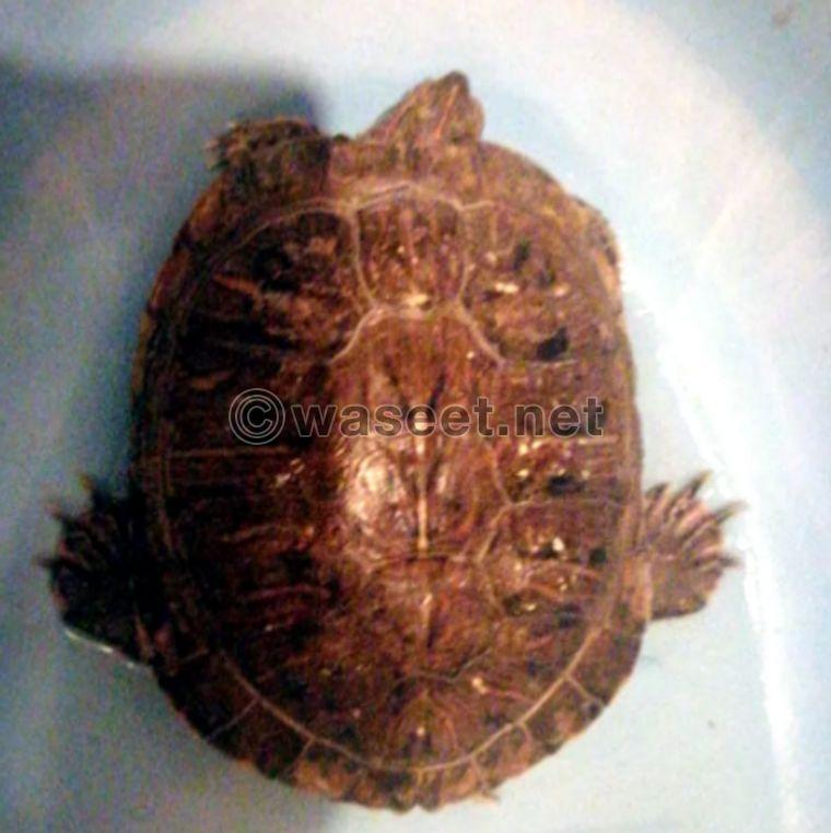 Amphibious turtle for sale 0