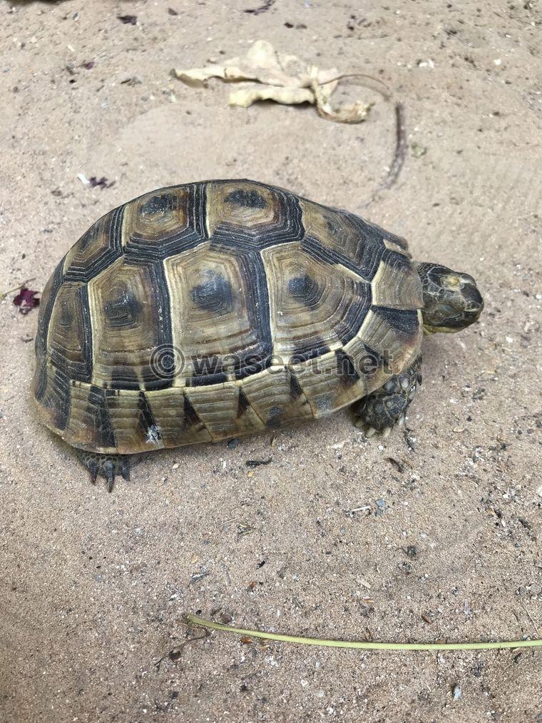 wild turtle for sale 0