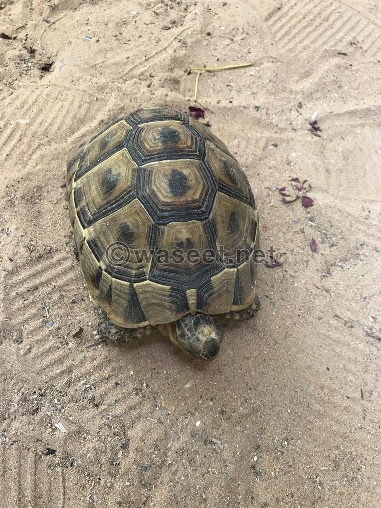 wild turtle for sale 1
