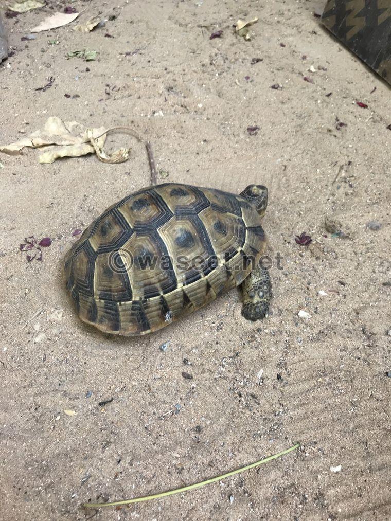 wild turtle for sale 2
