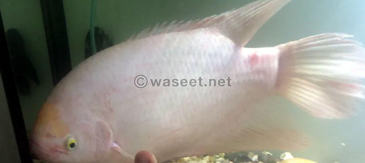 Gourami fish for sale 0