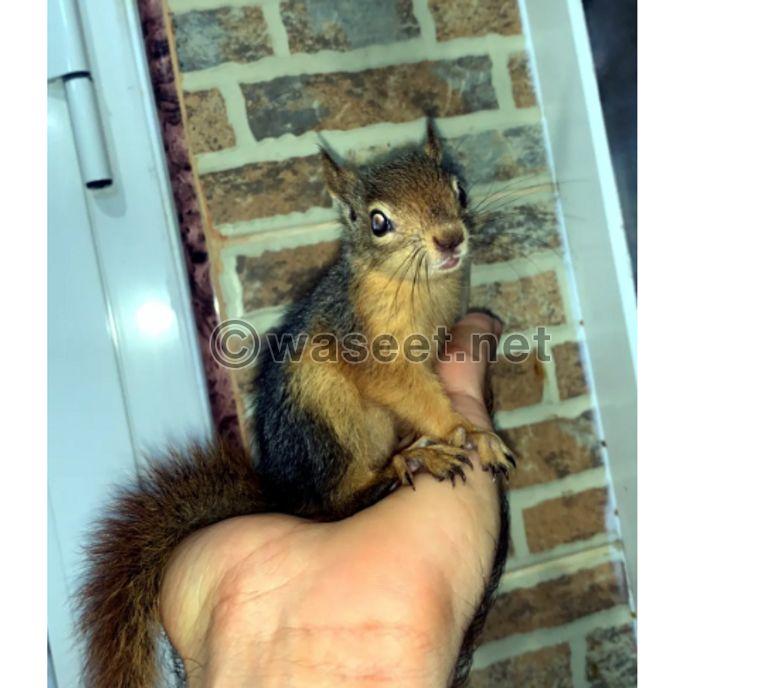 Squirrel for sale 0