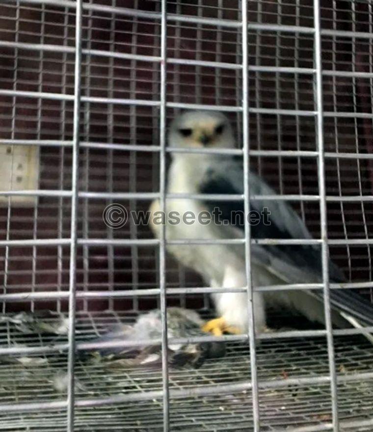 falcon Shaheen for sale 1