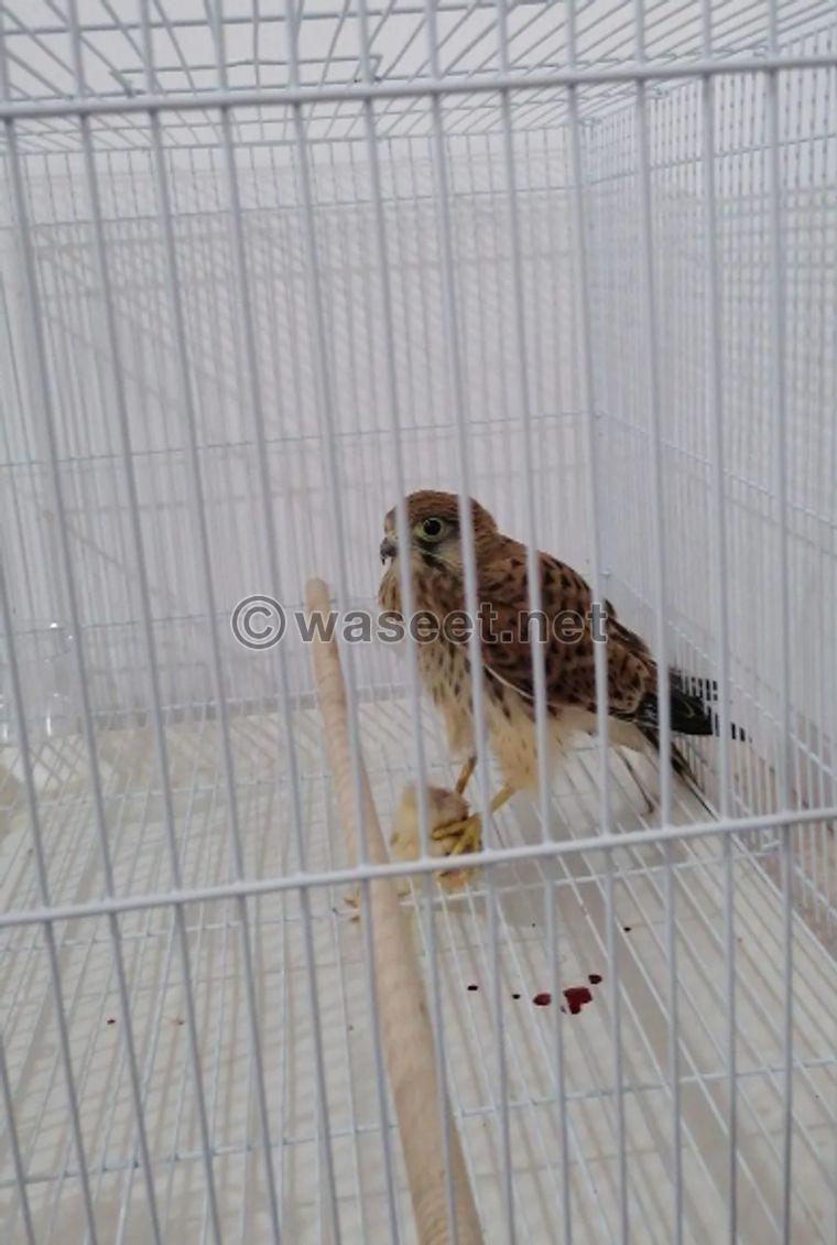 falcon Shaheen for sale 0
