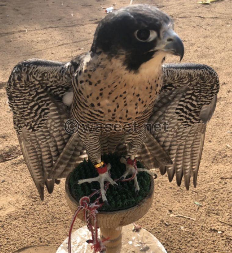 peregrine falcon for sale 0