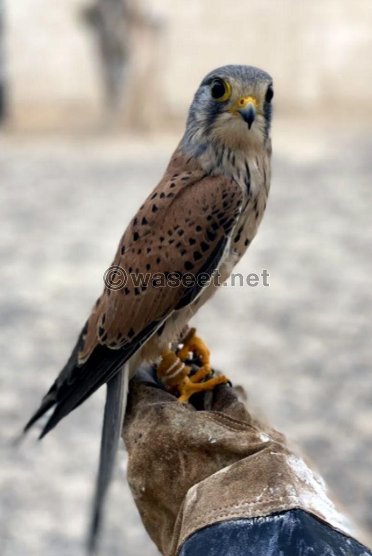 Shrias falcon for sale 0