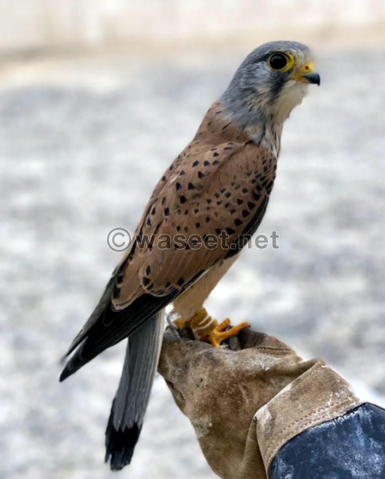 Shrias falcon for sale 1