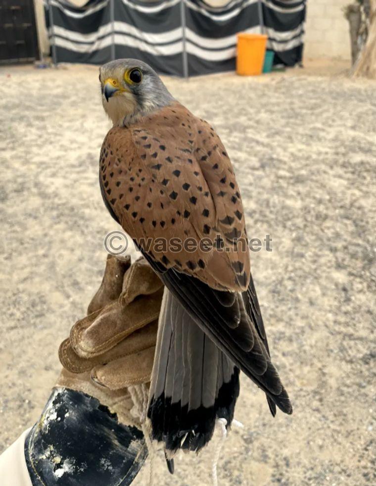 Shrias falcon for sale 2