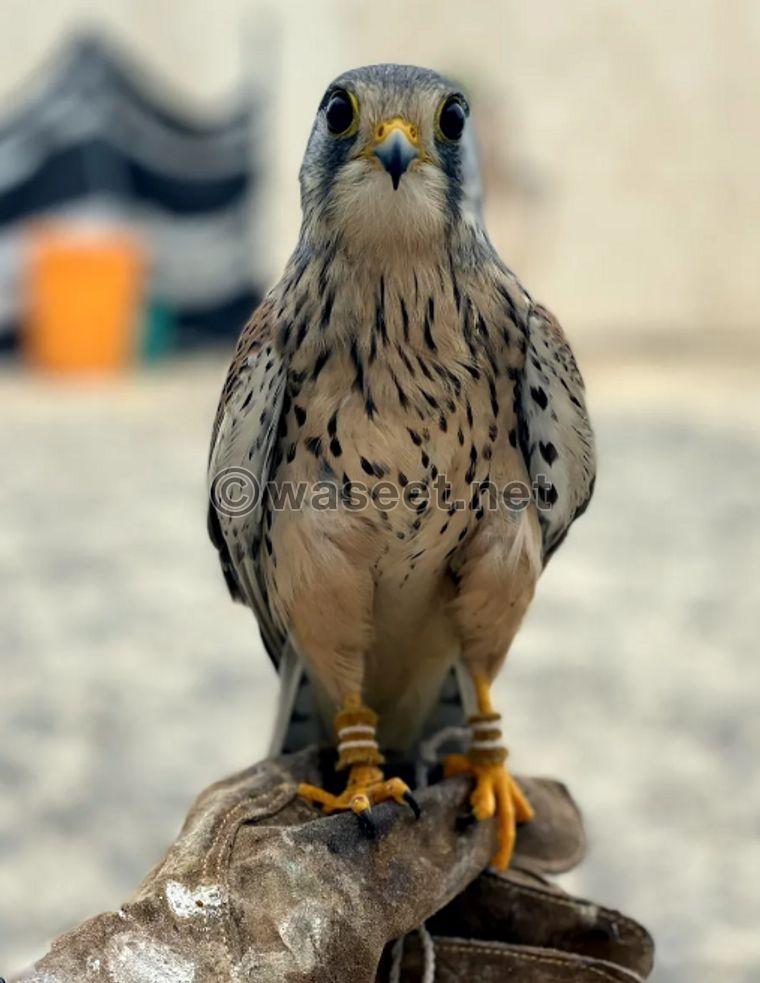 Shrias falcon for sale 3