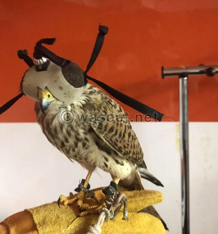 Small falcon for sale 0