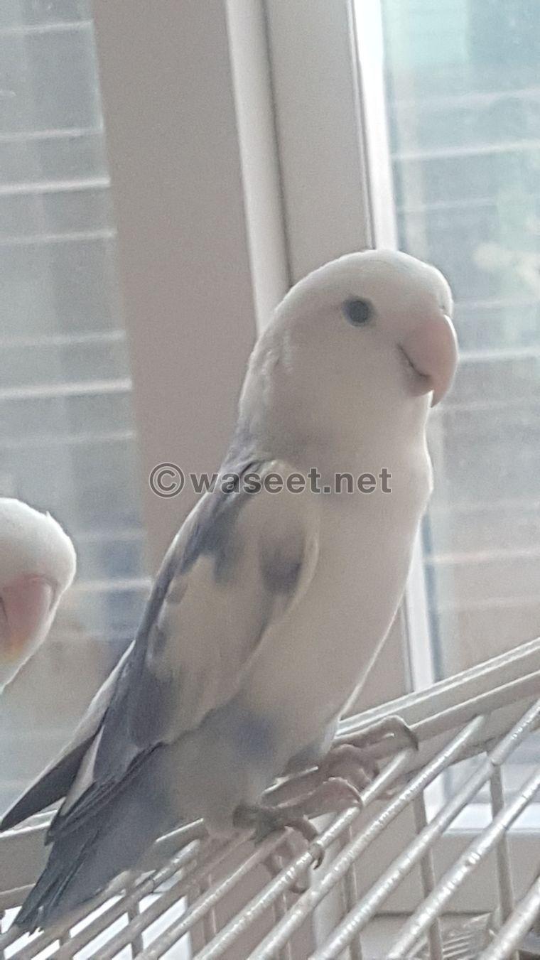 Male and female lovebirds for sale 0
