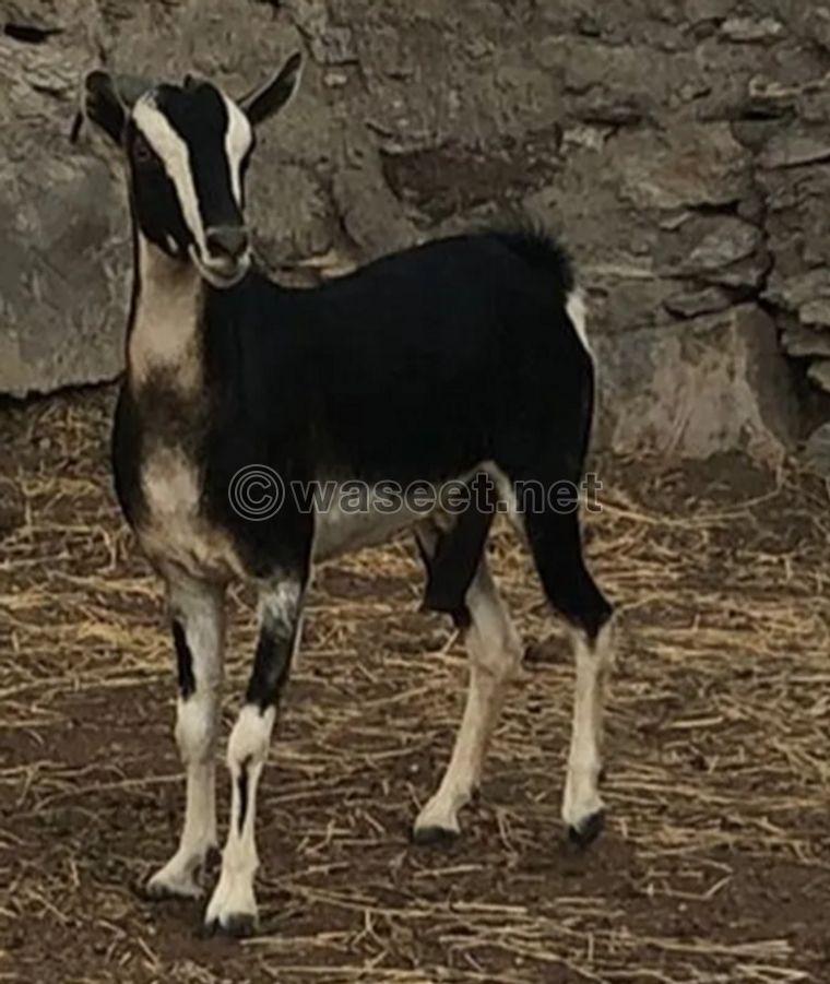 Home goat for sale 0