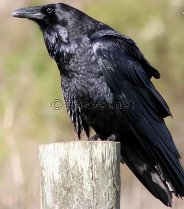 Royal black crow for sale 0