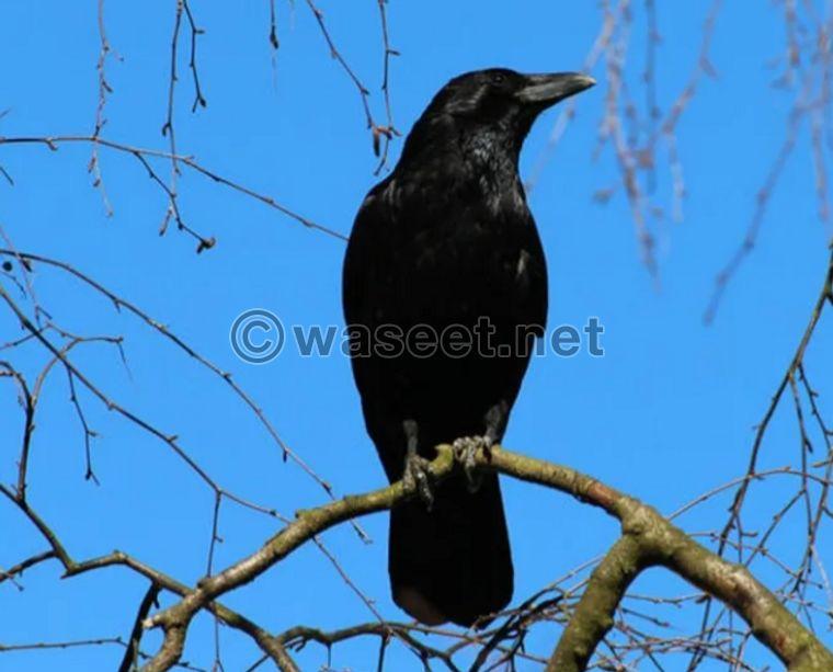 Royal black crow for sale 1