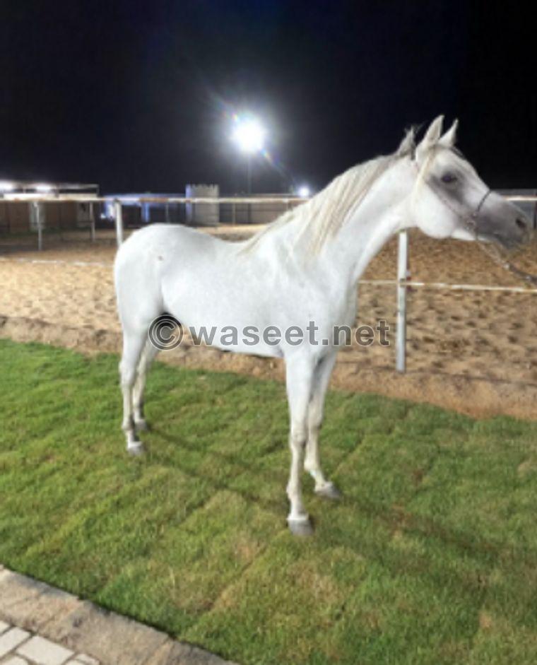 Pure Egyptian male horse 1