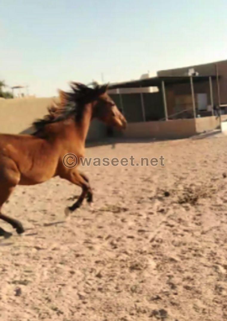 Mare fast for sale 0