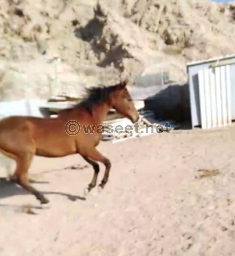 Mare fast for sale 1