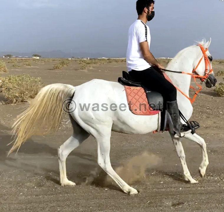 Arabian mare beautiful 0