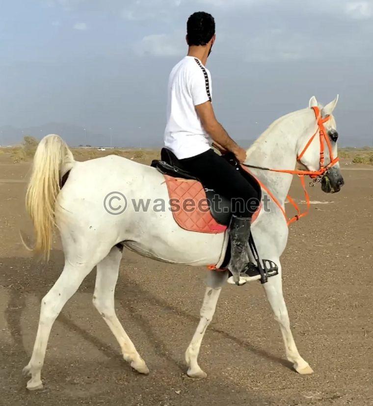 Arabian mare beautiful 1