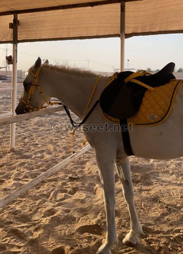 An Arab mare… without a passport 0