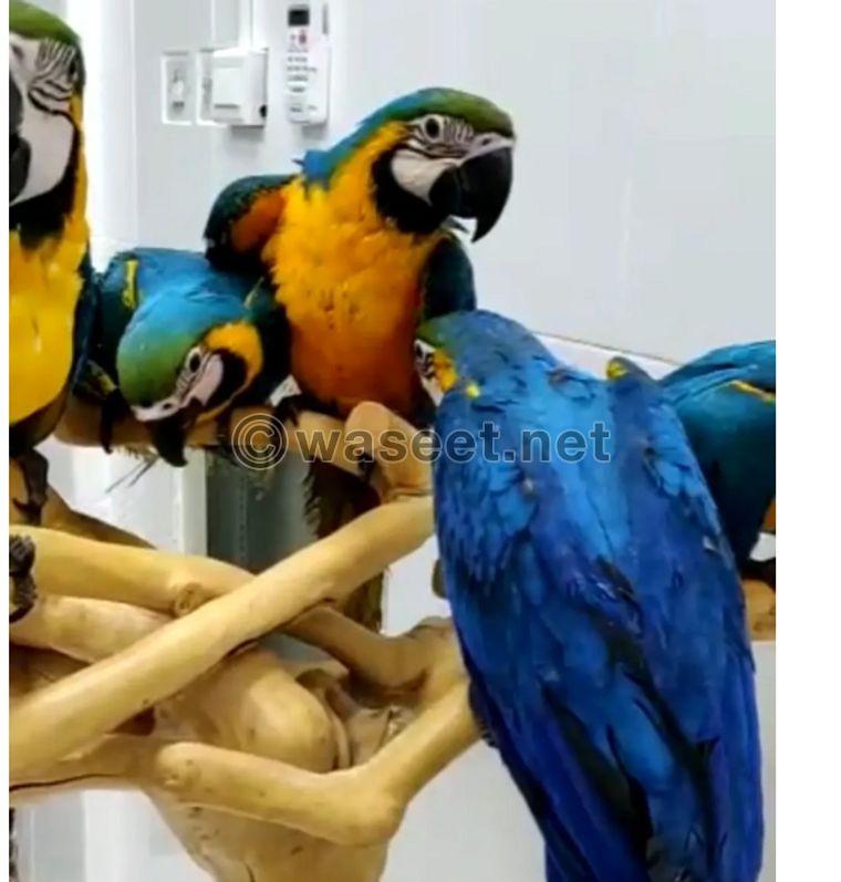 Macaw chicks for sale 0
