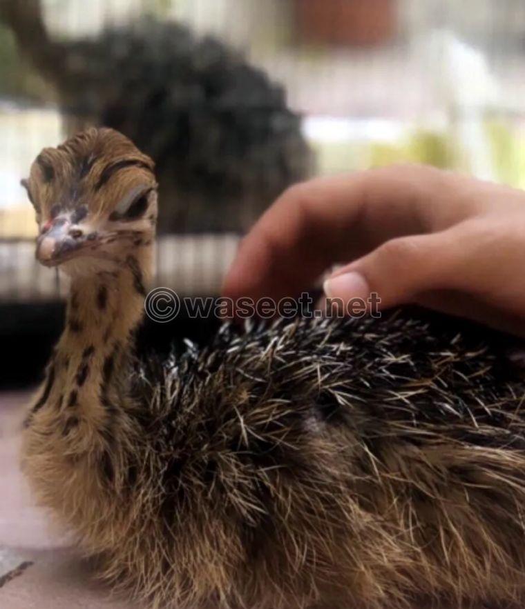 Ostrich chicks for sale 0