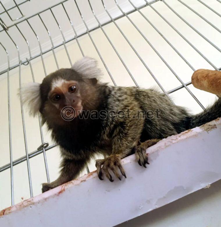 A male marmoset monkey 1