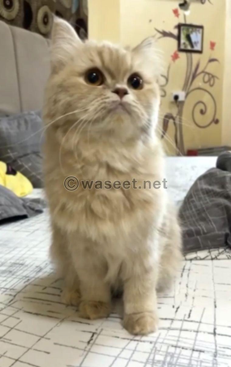 Persian Persian cat 0