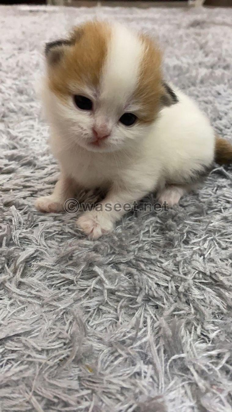 Cat for sale 2000 AED 0