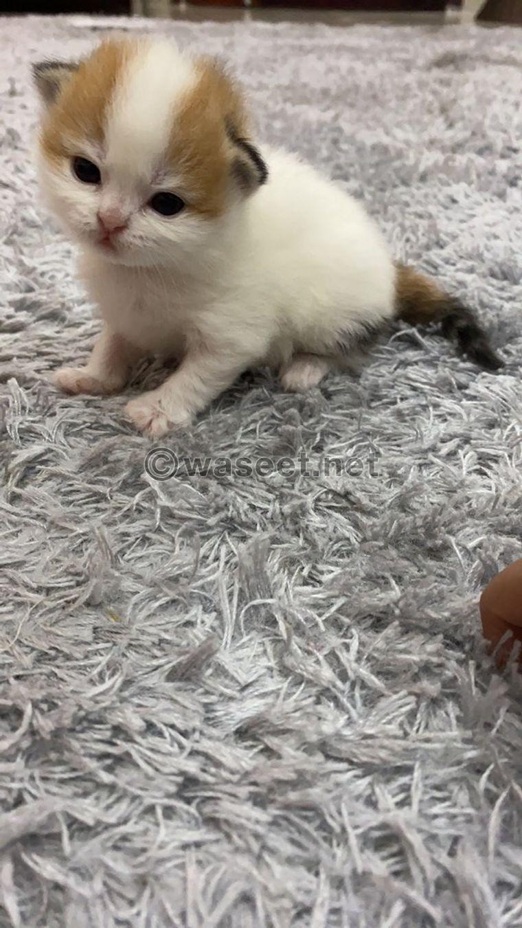 Cat for sale 2000 AED 1