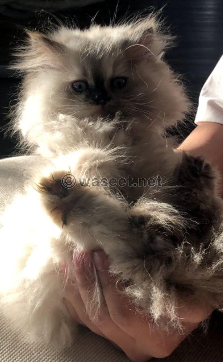 Himalayan cat for sale 0