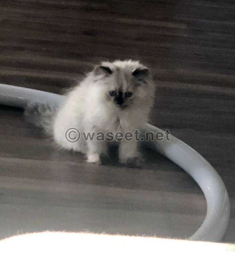Himalayan cat for sale 1