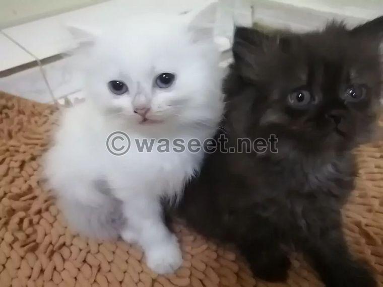 Two Shirazi cats for sale 0