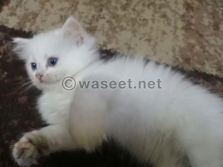 Two Shirazi cats for sale 1