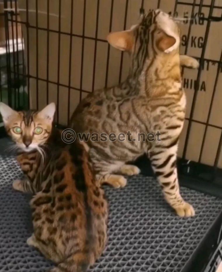 Bengal cats for sale 0