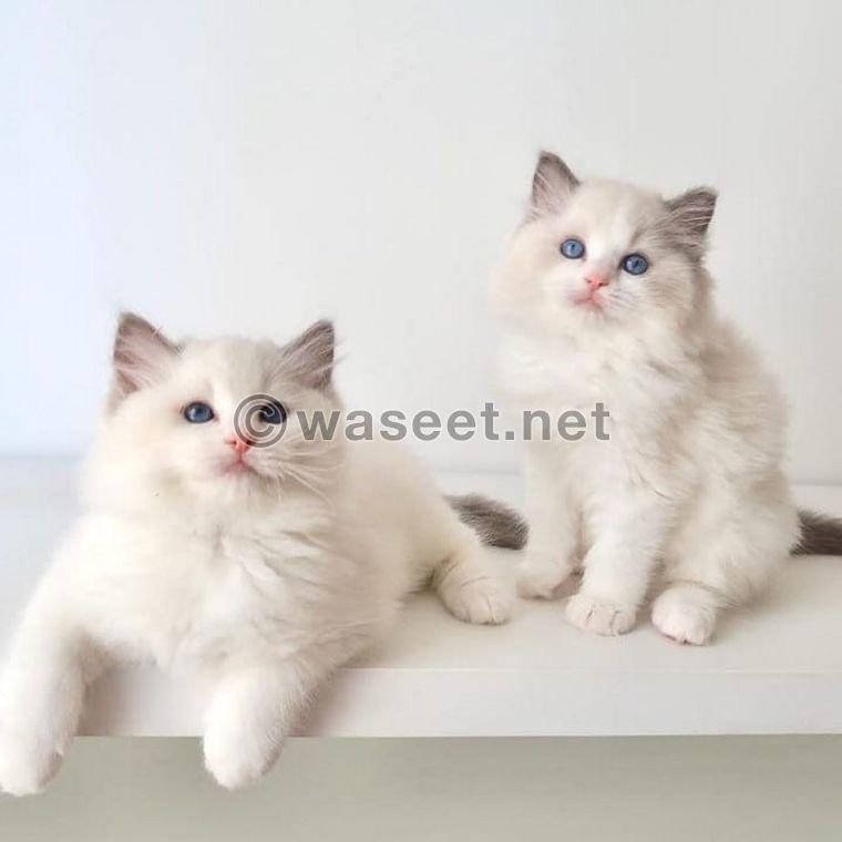 Ragdoll Cats For Sale 0