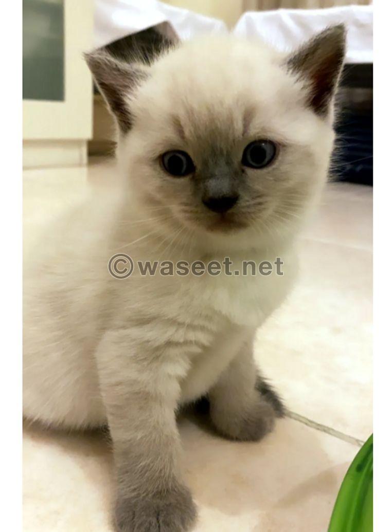 Male Himalayan cat for sale 0