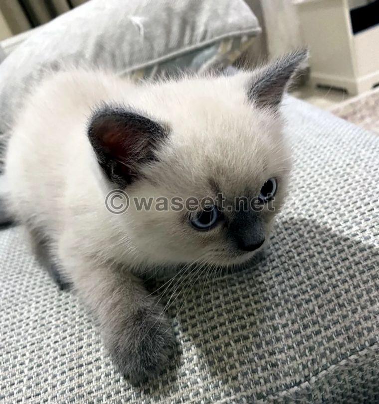 Male Himalayan cat for sale 1