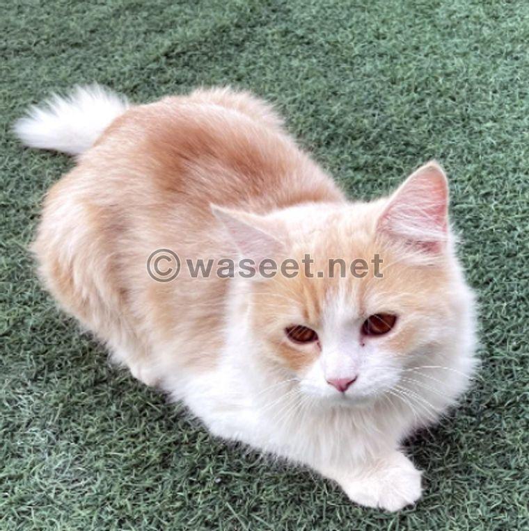 Persian male cat for adoption 0