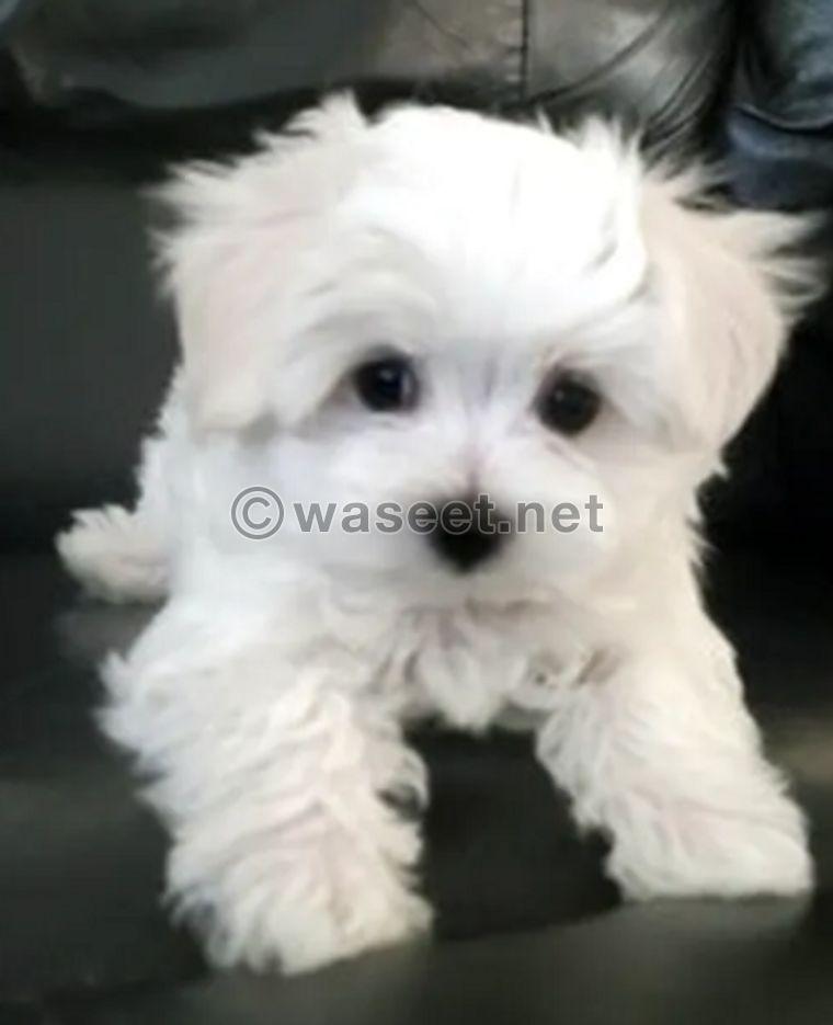 Maltese puppies all for sale 0