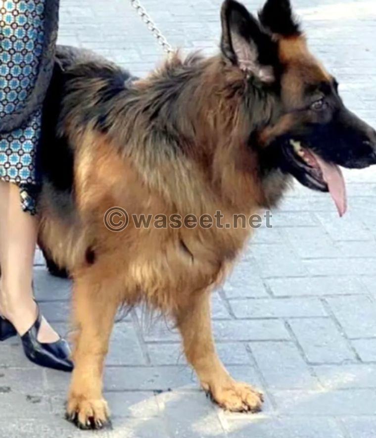 German Shepherd dog 0